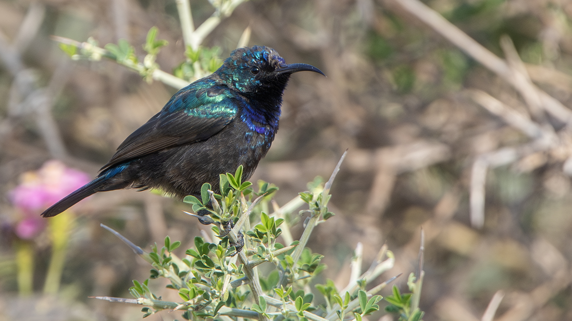 Palestine Sunbird